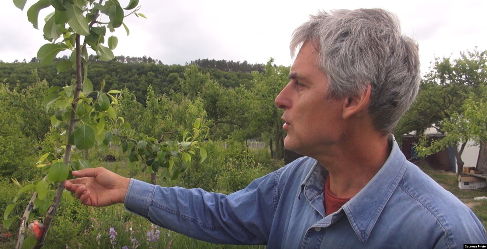 Дмитро Соколов показує дерево у своєму чаїрі