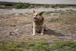 Песик гріється на сонці біля ларьків на вулиці Радунській