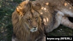 Марсель, цирковой лев, прожил в «Тайгане» около пяти лет