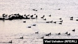 Сууну байырлаган куштар. Кыргызстан. (Влад Ушаковдун сүрөтү)