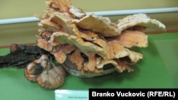 Sa izložbe gljiva u Kragujevcu, foto: Branko Vučković