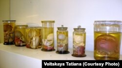 Экспонаты петербургской Кунсткамеры