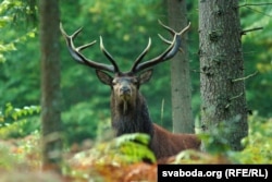 Алень, Белавеская пушча. Ілюстрацыйнае фота