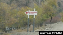 Жергиликтүү эл кен казуу айынан токой аянттары азайганын айтууда