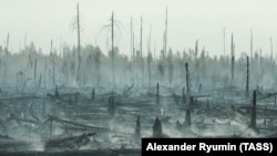 Последствия лесного пожара в Рязанской области России.