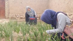 فرزانه یوسفی از کار یک خانم زراعت پیشه در باغچه خانگی اش نظارت می‌کند.