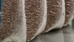 Після сушки хробак готовий до вживання