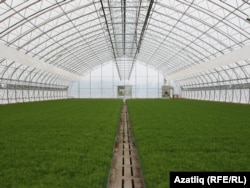 Саба үсентеләре