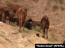 Говҳои таҳҷоӣ дар Тоҷикистон гӯшту шири камтар доранд.