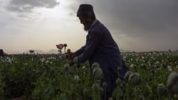 آرشیف، یک شاورز در کشتزار کوکنار در کندهار