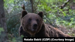 Буры мядзьведзь, архіўнае фота