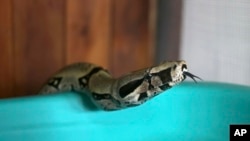 Иллюстрация. 