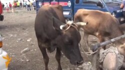 Мал сатып, марыбай калдык