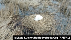 Гнездо лебедей в парке «Клебан-Бык»