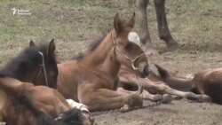 Нарында кымыз кызыган маал