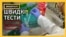 Чеські науковці винайшли швидшу і дешевшу альтернативу ПЛР-тестуванню на COVID-19