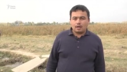 Куда подевался Илхом с отарой овец?