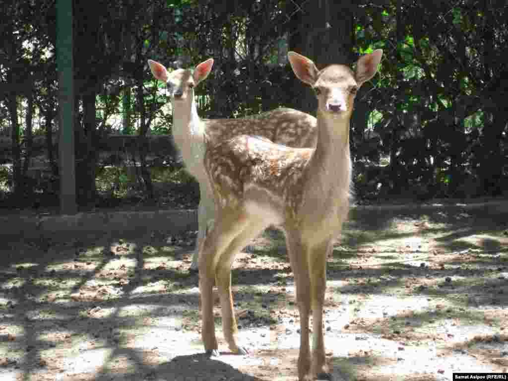 Темгилдүү бугу. Зоопарктын кардарларынан түшкөн каражаттар да жаныбарлардын тамак ашына кетет. Жылына 5 млн. сомдон ашык акча сарпталат. &nbsp;&nbsp;