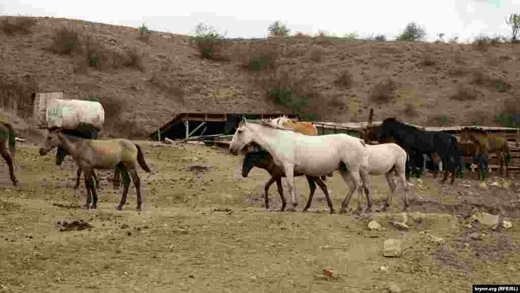 Недалеко від джерела вже багато років щебетовські кримські татари розводять коней. Табун цілий рік пасеться на горі