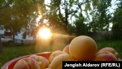 Баткендин өрүктөрү. Иллюстрациялык сүрөт.