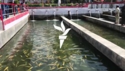 په سوات کې د ټراوټ کبانو فارمونه په څه حال دي؟ 