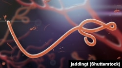 Эбола вирусунун микроскоптон көрүнүшү