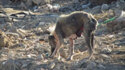 Çoganlynyň gonamçylygynda gizlenýän it-pişikler öldürildi