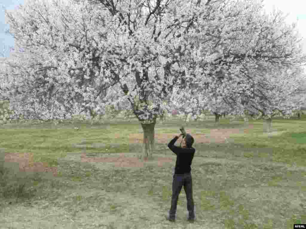 Абрикосовый Баткен #20