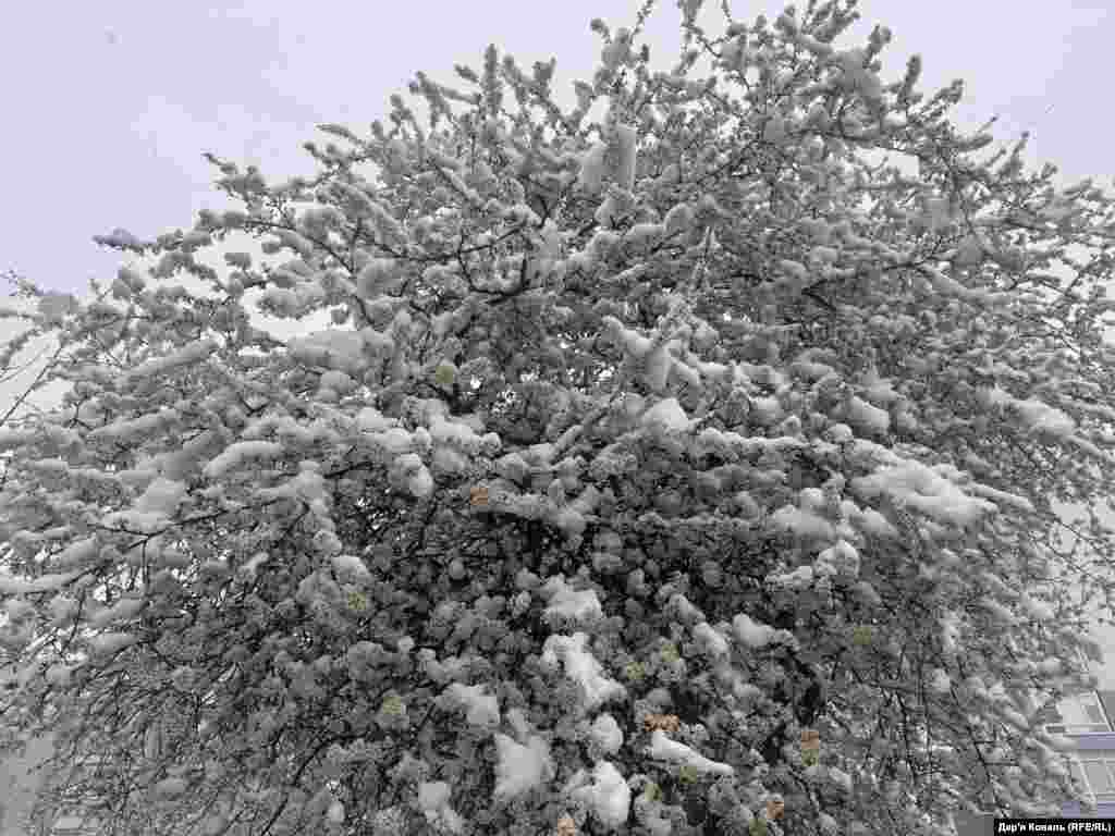 Івано-Франківськ у снігу, 11 квітня 2025 року