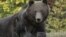 Romania - a bear. AFP screen grab brown bears 