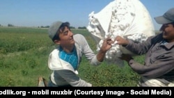 Өзбек студенттери пахта теримде.