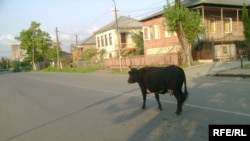 Уже больше века у сухумцев, живущих на городских окраинах, власти не могут отбить привычку выгонять скот на выпас без присмотра