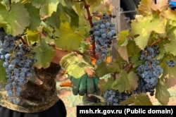 Крымский виноград