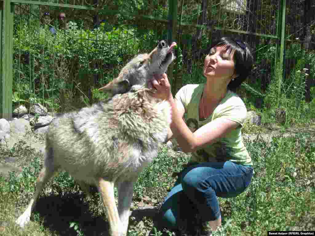 Карышкыр.&nbsp;​Мындагы жаныбарлар-сүлөөсүн, чөө, түлкү, карышкыр, аюу күнүнө эки килограммдан беш килограмга чейин эт жешет.&nbsp;&nbsp;