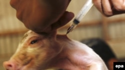 Индонезияда мал догдур сасык тумоо болгон торопойго ийне сайып жатат. Чочко сасык тумоосунун вирусунун адамга жуга турган жаңы түрү дүйнөдө жайылууда. 