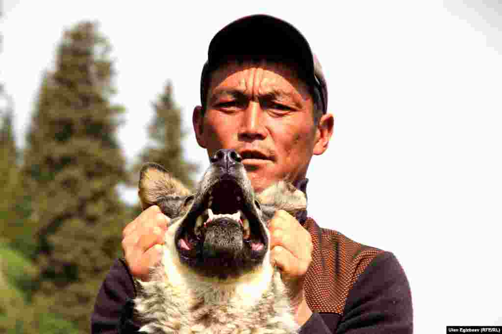 Малчы Ренат Кочкордогу чупакабраны кармаса ушинтип жазаламак.