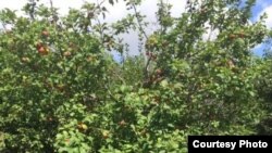 Фруктовый сад Саидшох Каландарова под Рязанью