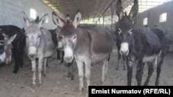 Қырғызстанның Ош облысындағы қоралардың бірінде тұрған есектер.  22 қыркүйек 2015 жыл.