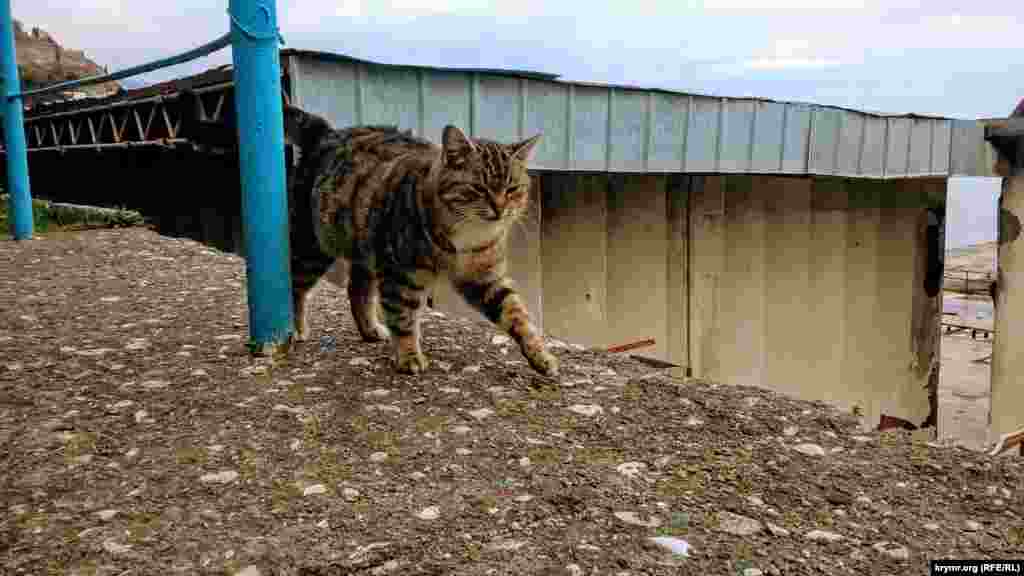 При отсутствии туристов они &ndash; главные хозяева пляжа