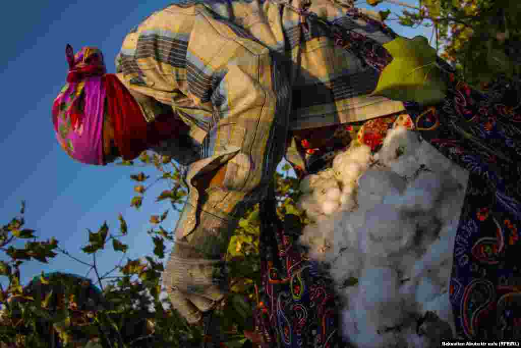 Пахта жыйноо оңой эмес. Кечке ийилип иштеш керек. Белдерине байланган этекте 8-10 килограммга чейин ак була болот.