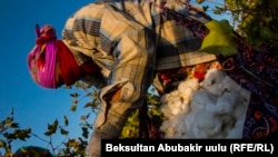 Пахта терип жаткан келин. Иллюстрация үчүн колдонулган сүрөт. 