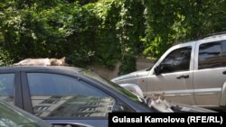 Отныне техническое состояние украинских автомобилей будет определяться прямо на дороге