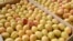 Armenia - Apricots purchased by a fruit-exporting companty from farmers in the Ararat Valley, 21Jun2013.