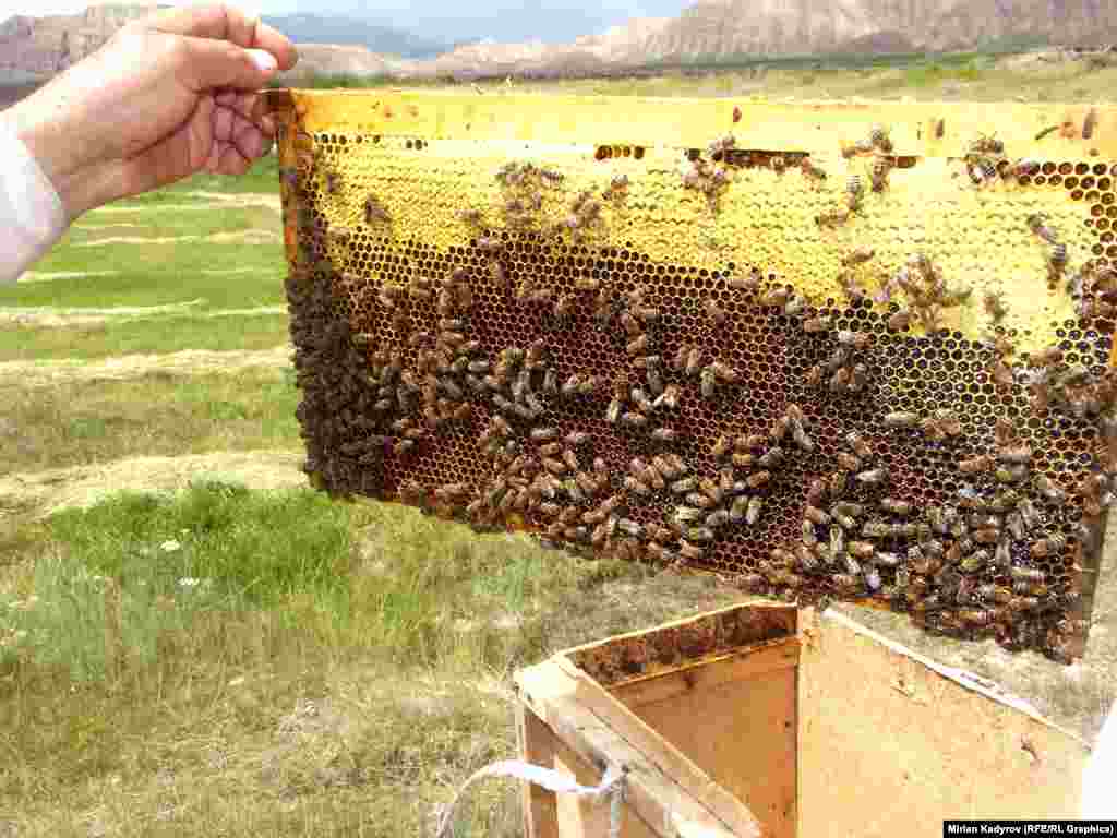 Бал тартуу сезону жай мезгилинде июнь айынын аягынан август айынын&nbsp;соңуна чейин гана созулат.&nbsp;