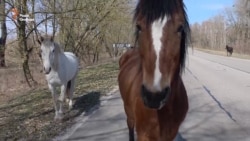 Природа Чорнобиля: прихильна до людини, але вразлива