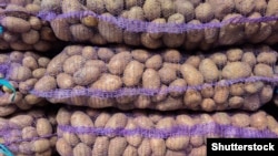 Бульба, архіўнае фота