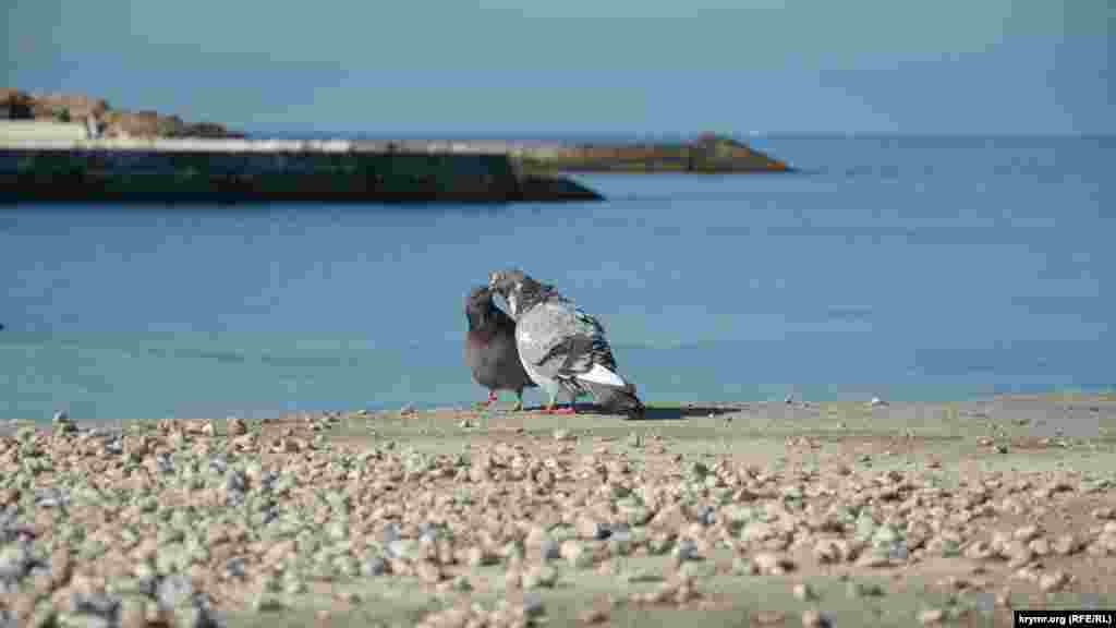 Голуби цілуються на пляжі, не звертаючи уваги на людей