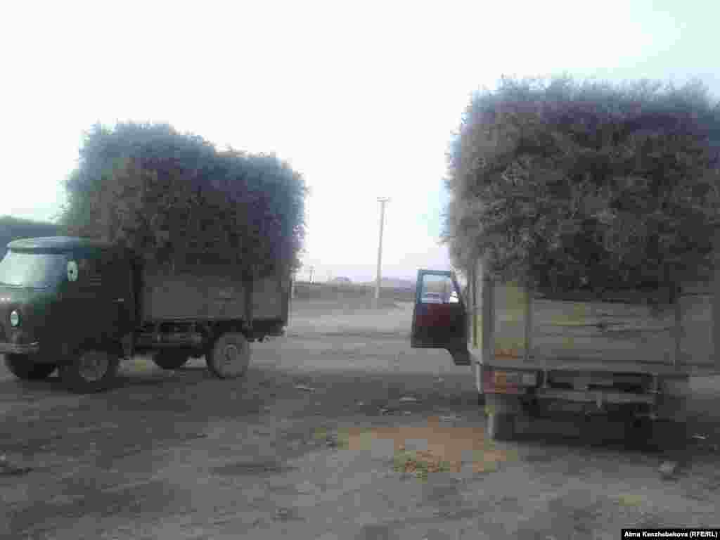 Сельчане для отопления домов часто используют саксаул. Машина саксаула обходится в 15 тысяч тенге, этого может хватить на месяц или полтора месяца.