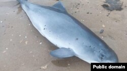 Погибший дельфин, архивное фото 