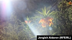 Цветок айгуль.